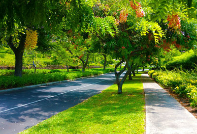 Road amidst trees