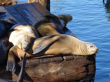 High angle view of sea resting on wood