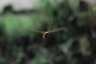 Close-up of insect on plant