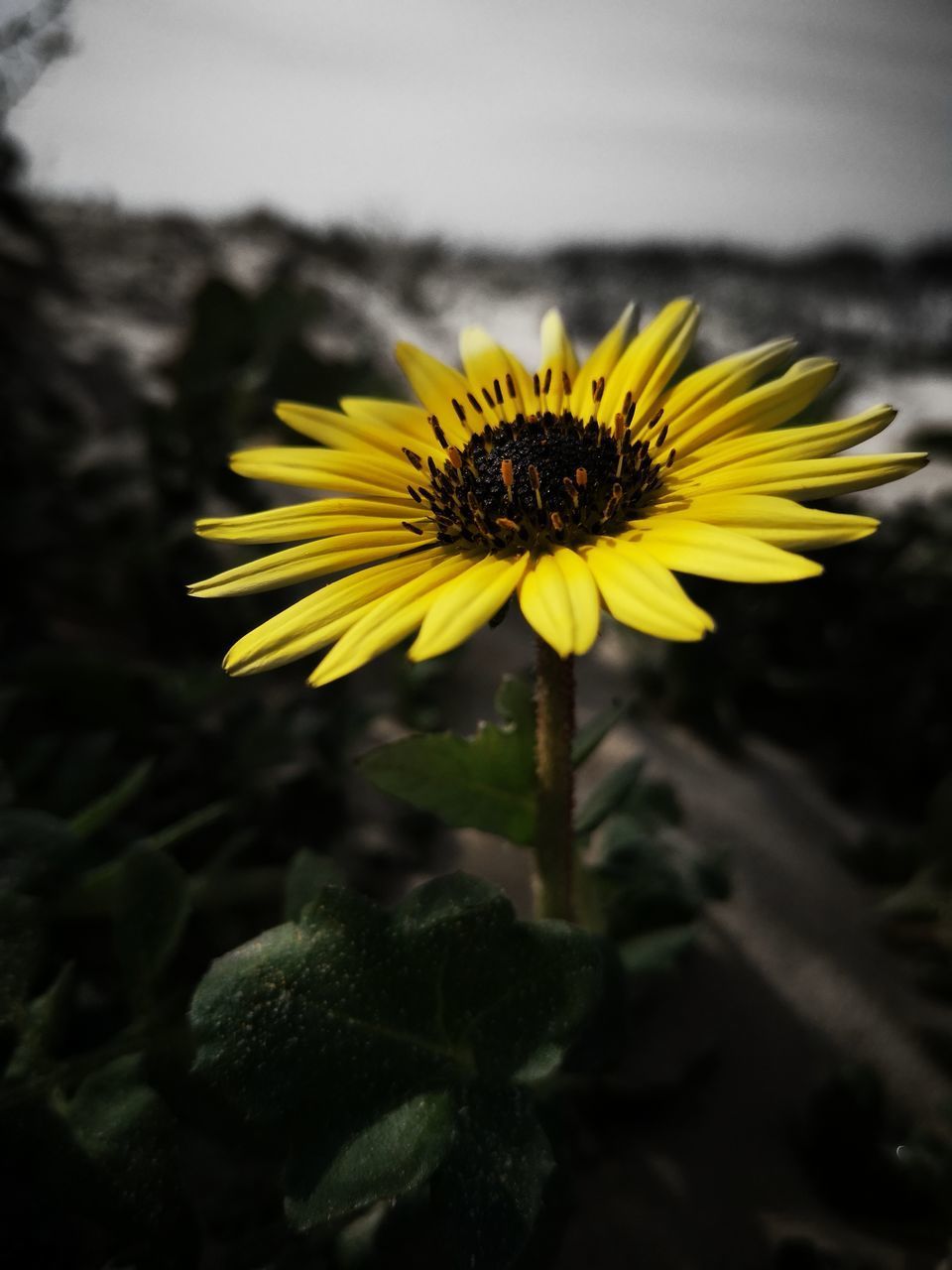 CLOSE-UP OF YELLOW SUNFLOWER