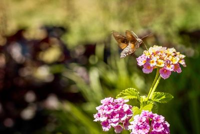 Close-up of hummingbird hawkmoth pollinating on flower