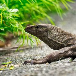 Close-up side view of a lizard