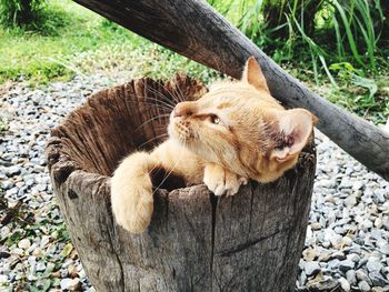 High angle view of a cat lying on wood