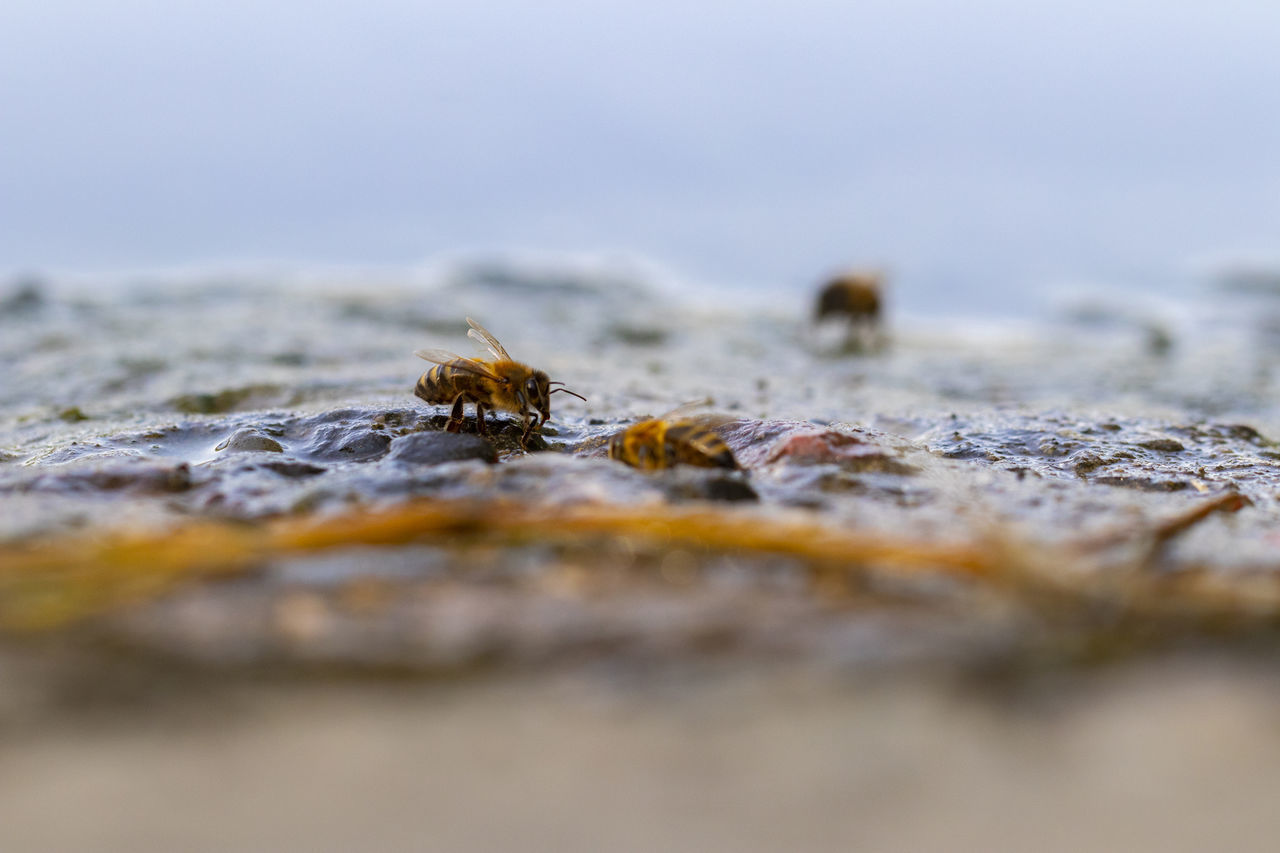 CLOSE-UP OF HONEY BEE