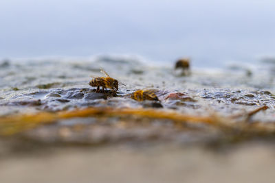 Close-up of bee on land