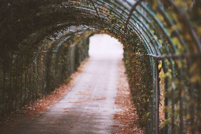 Walkway amidst trees