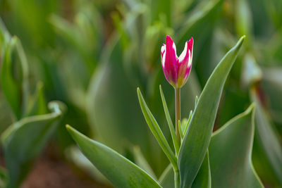 Close-up of pink flowering plant