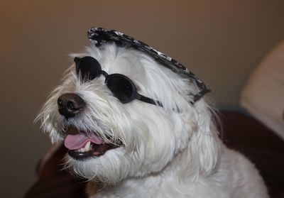 Portrait of white dog sticking out tongue wearing sun glasses and a beret