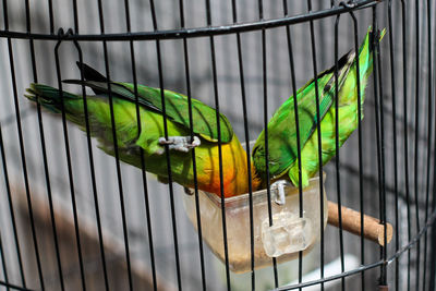 Close-up of parrot in cage