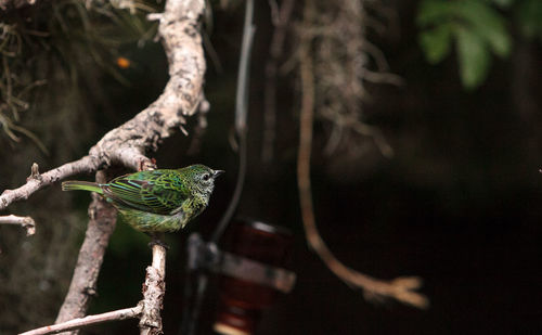 Close-up of bird perching on tree