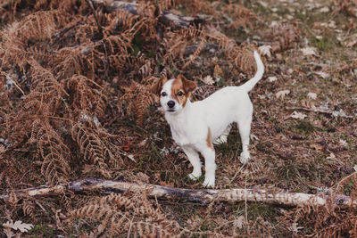 Dog standing on field