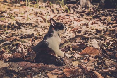 Close-up of cat sitting outdoors