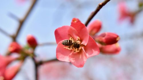 Close-up of bee pollinating on flower