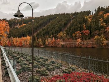 Plants by river against sky during autumn