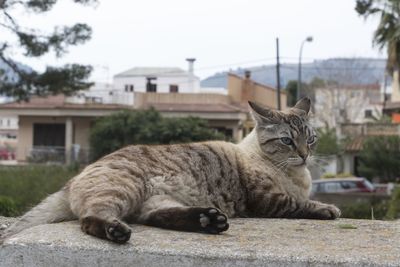 Cat lying in a city