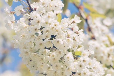 Close-up of cherry blossoms blooming in park