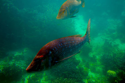 Fish swimming in sea