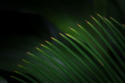 Close-up of plant