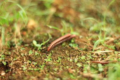 Close-up of insect on leaf