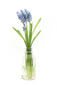 Close-up of vase against white background