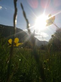 Sun shining over grassy field