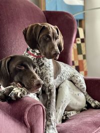 Short hairs relaxing on chair