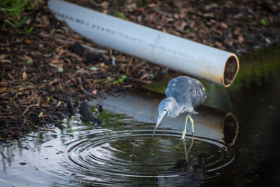 Bird foraging in water