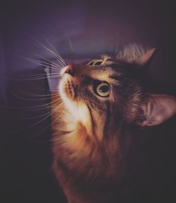 Close-up of cat against gray background