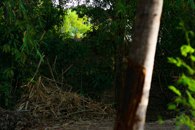 Close-up of bamboo trees in forest