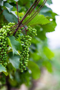 One of the vineyard in wine region of georgia, kakheti in raining day