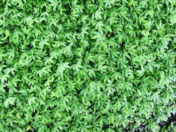 High angle view of plants growing on field