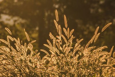 Close-up of stalks in field against sky