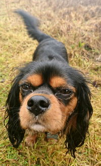 Close-up portrait of dog on field