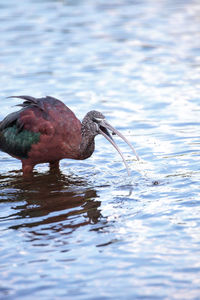 Glossy ibis plegadis falcinellus wades through a marsh and forages for food in the myakka river 