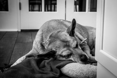 Dog resting at home