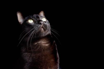 Close-up of cat against black background