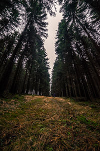 Trees in forest