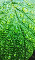 Full frame shot of wet leaf