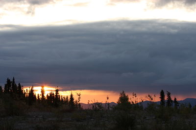 Plants and trees against sky during sunset