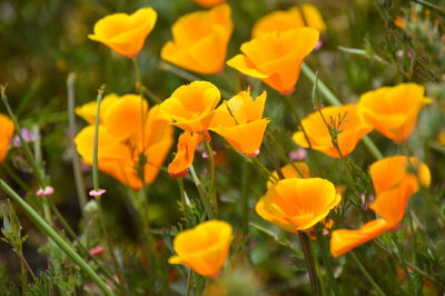 Close-up of yellow flowering plants on field