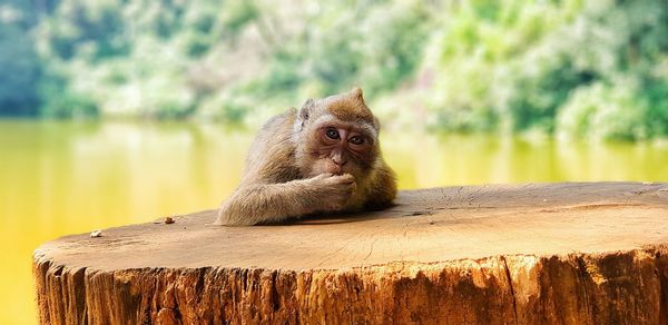 Close-up of monkey looking away