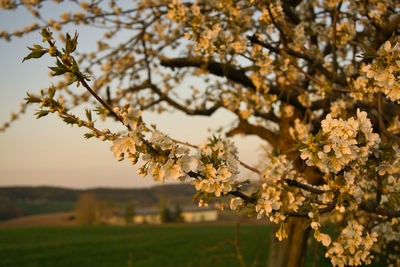 Close-up of cherry blossoms on field