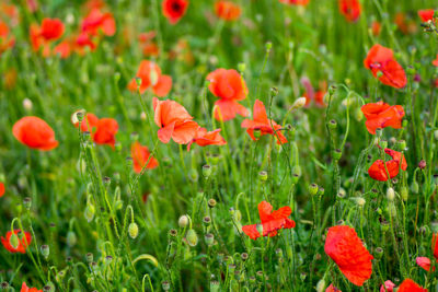 Close-up of red poppy flowers on field