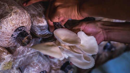 Close-up of person holding food