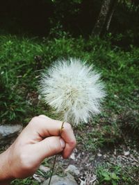 Close-up of cropped hand holding dandelion