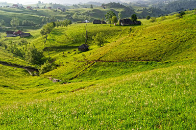 Scenic view of agricultural field