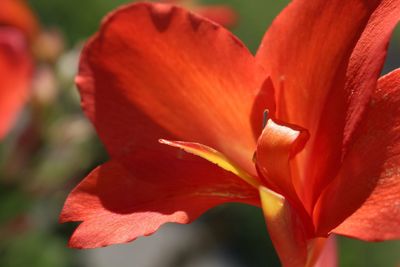 Close-up of red flower