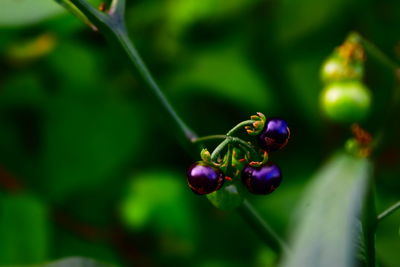 Close-up of ladybug on fruit