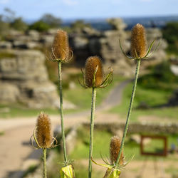 Close-up of thistle on field
