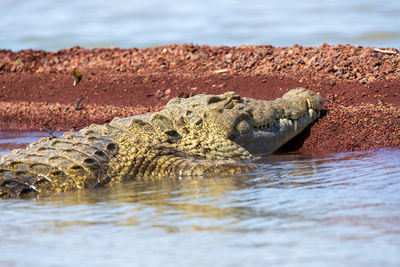 Crocodile in lake